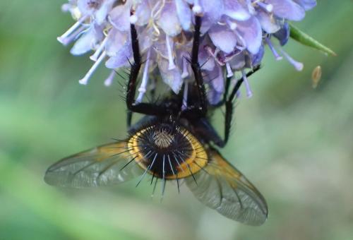 Nowickia ferox